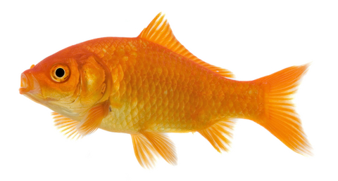 Goldfish Rosey Reds fish shipping overnight lonoke arkansas feeder goldfish koi crawfish lonoke arkansas